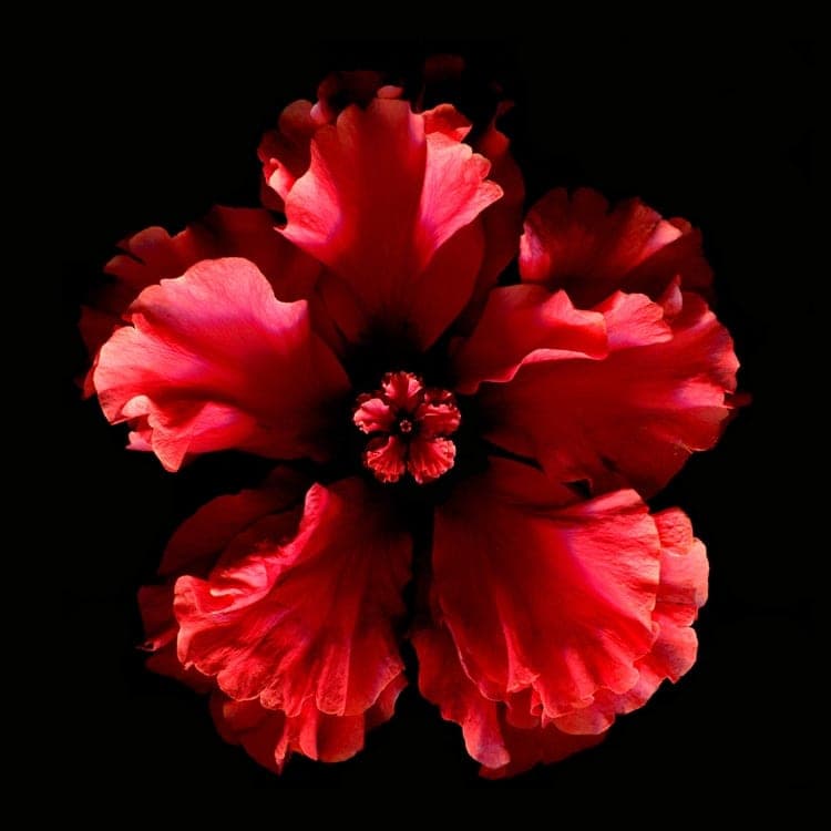 A deep crimson hibiscus, photographed against black, by Michael Koch