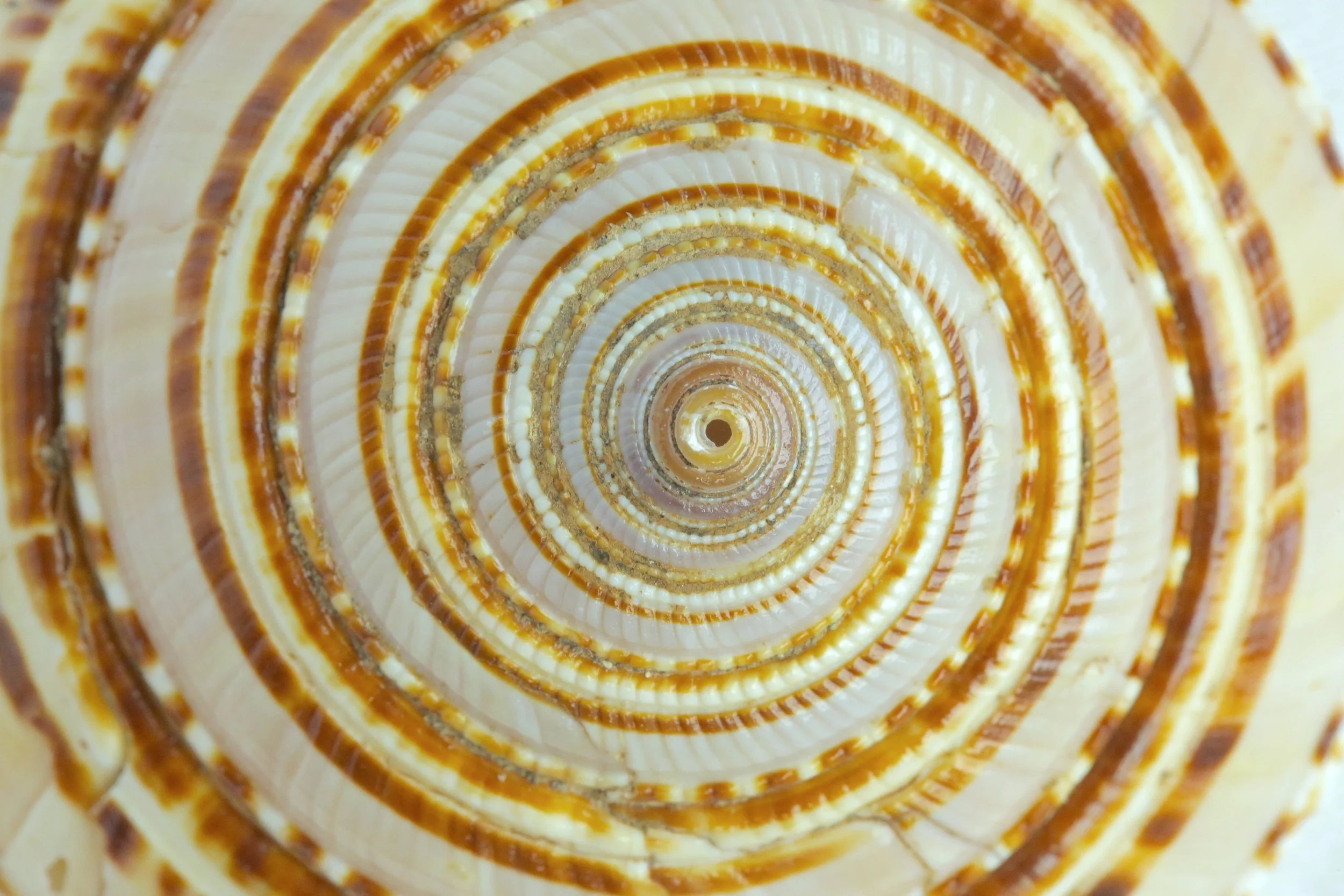 Sundial seashell at the threshold of the dark
