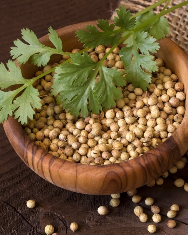 Coriander seeds in a carved wooden bowl with fresh cilantro