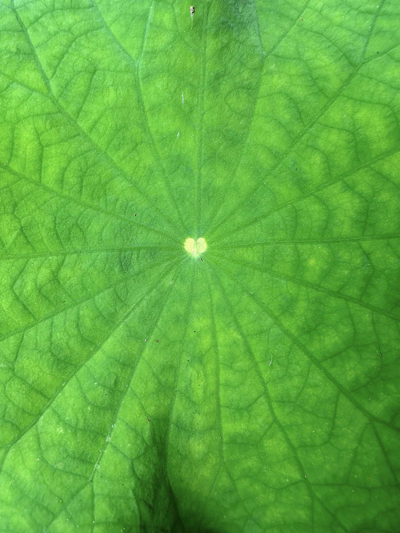 A lotus leaf, Nelumbo, beaded with water